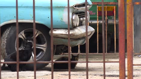 Un-Gato-Se-Sienta-Debajo-De-Un-Coche-Viejo-En-La-Habana,-Cuba.