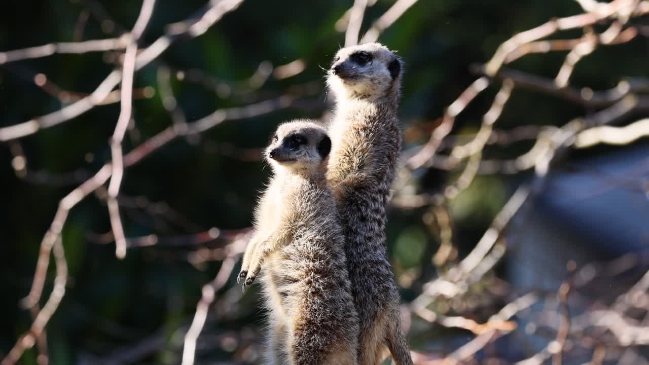 dos suricatas en alerta, observando el entorno