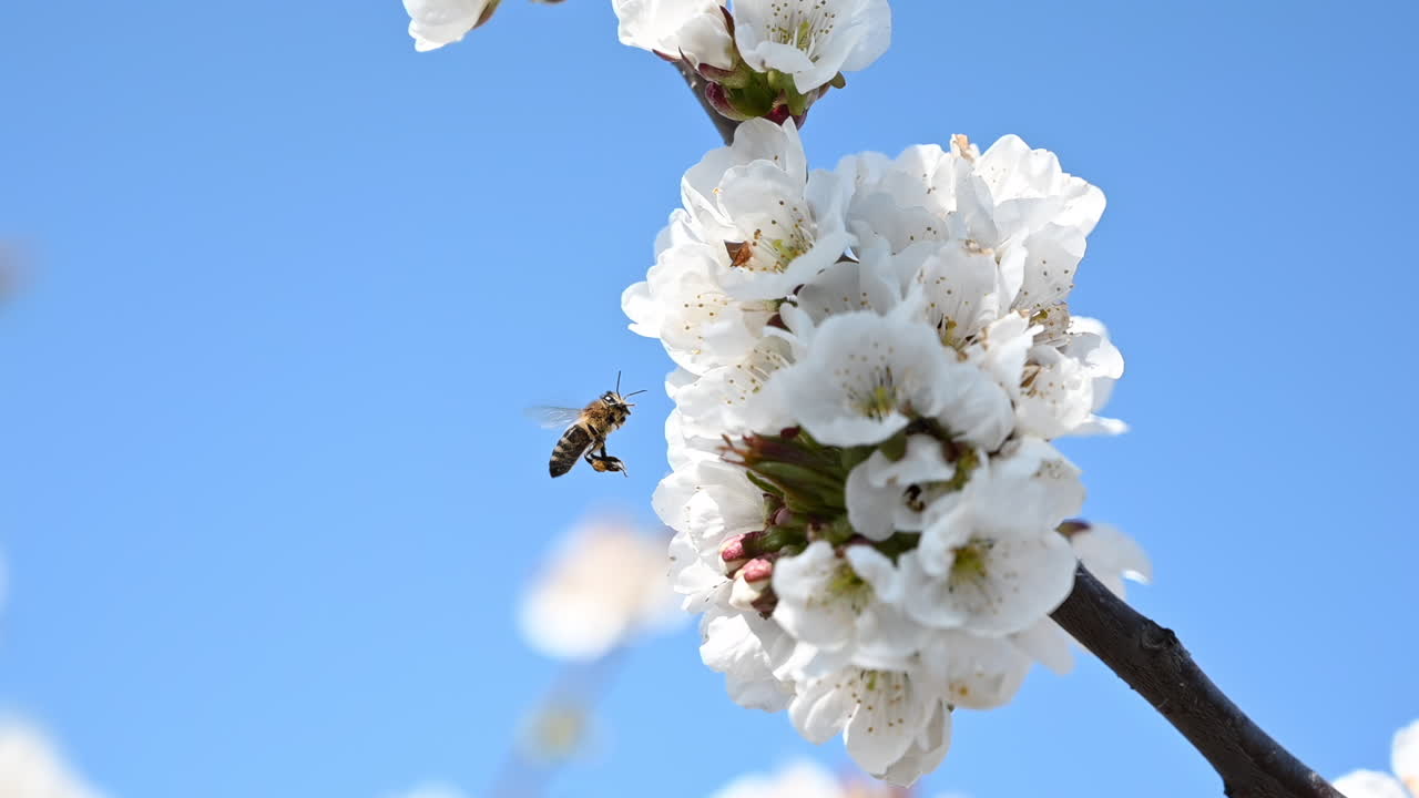 Close up of a bee approaching cherry blossoms against blue sky