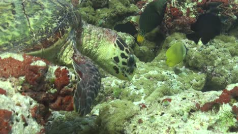 tortuga carey alimentándose de arrecifes de coral tropicales en las maldivas