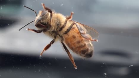 Abeja-Melífera-Europea-Arrastrándose-Sobre-Un-Parabrisas-Utilizando-Antenas-De-Flagómeros