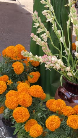 marigolds and tuberose flowers in clay pot