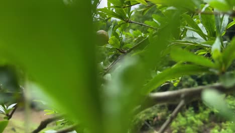 wind move wild pomegranate tree branches in spring season blooming blossom small baby fruit raw agriculture product in iran mountain forest landscape of green nature in gilan a wonderful scenic scene