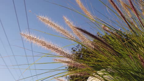 la hierba se balancea suavemente bajo un cielo despejado