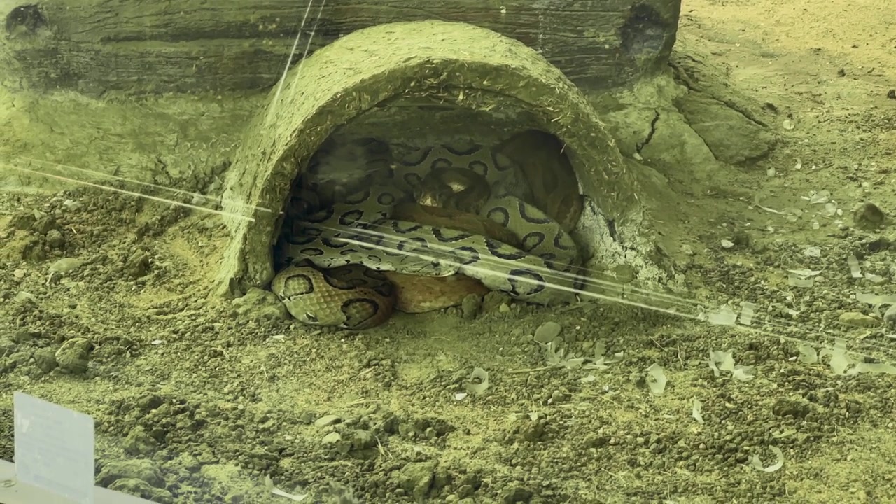 Closeup view of a patterned snake coiled inside a small shelter on sandy ground with natural textures, soft lighting, and protective hiding behavior!