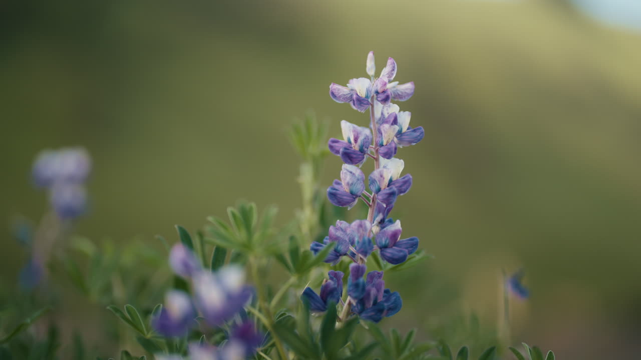 Close up portrait of Nootka Lupine flower, green and purple, out of focus background