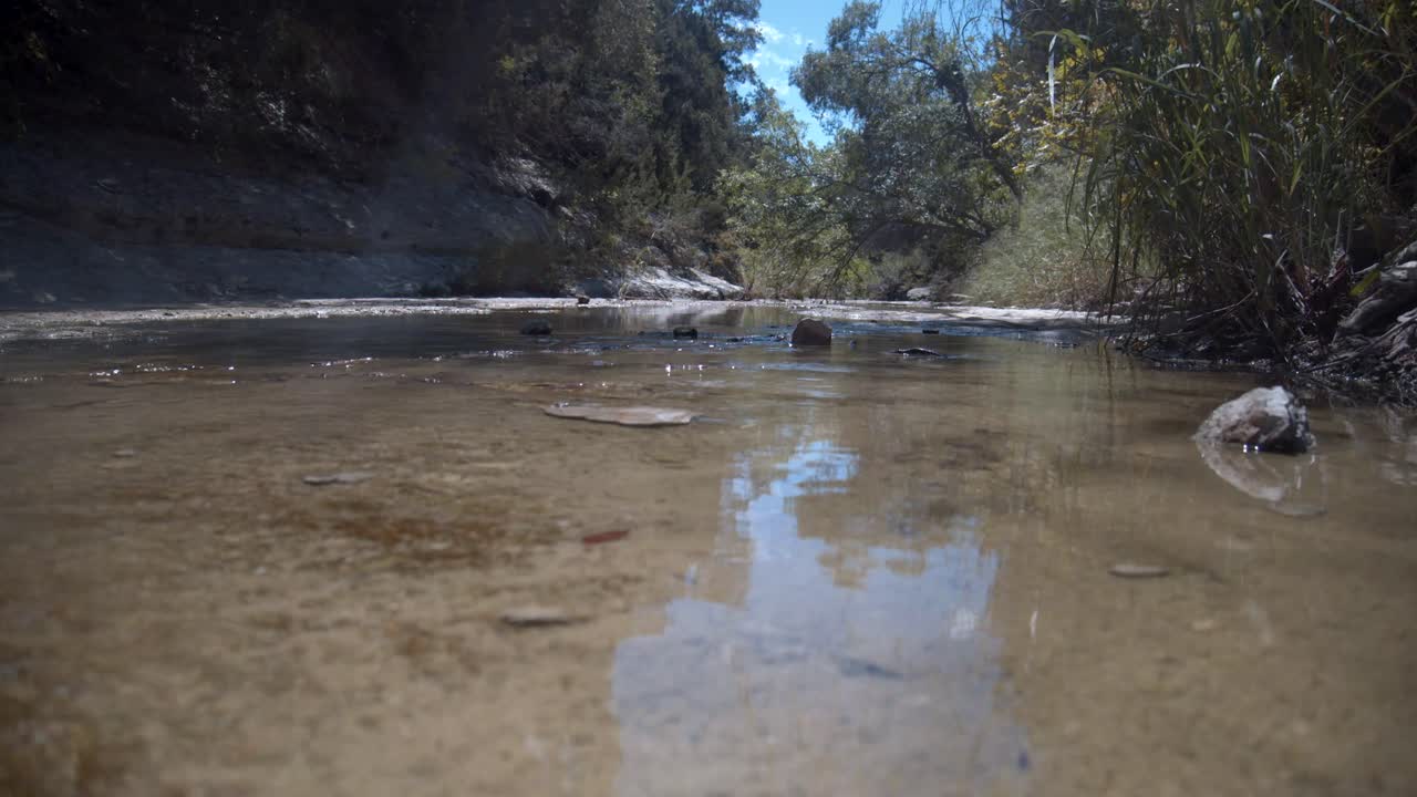 A creek flows into the forest