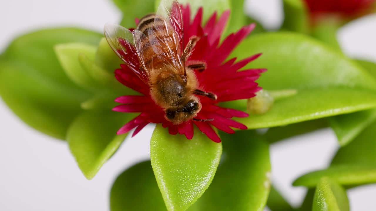 A honeybee interacts with a vibrant red bottlebrush flower in a detailed macro shot, highlighting nature's intricate beauty