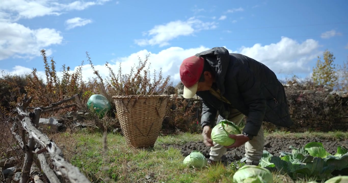 Circuito dell'Annapurna, Mustang, Nepal, inquadratura dal basso di un lavoratore agricolo locale che raccoglie il cavolo e lo ripone in un tradizionale cesto doko nel campo.