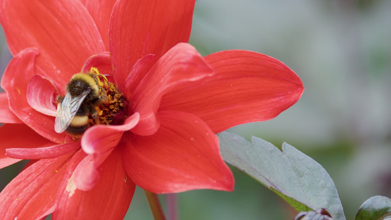 Bumblebee gathers pollen on vibrant red daisy, macro view, natural daylight, shallow depth of field