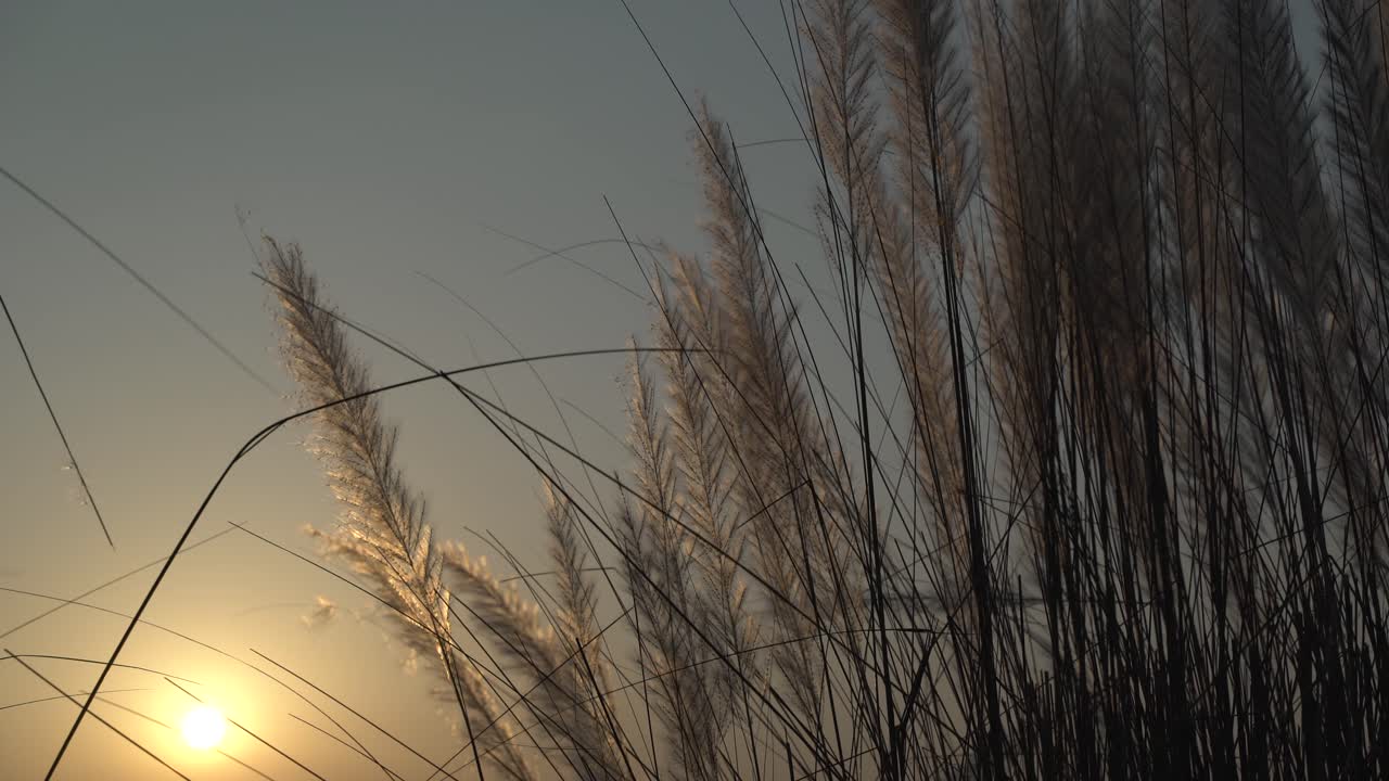 가을 하늘에 카슈 꽃이 피고 있다