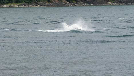 ballena jorobada saliendo y girando su cola