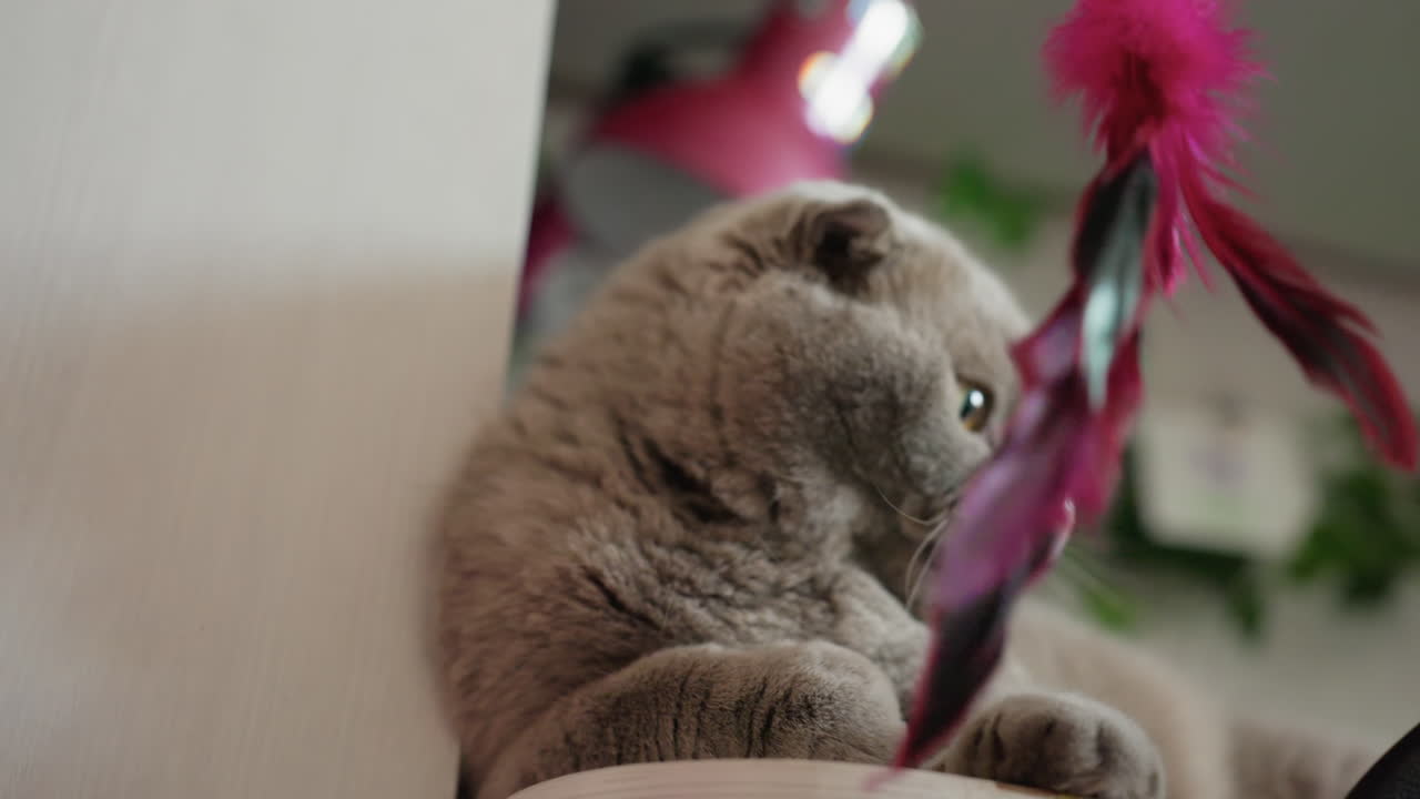 Gatto rilassato che riceve una delicata terapia di spazzolatura, felino tranquillo che si gode un trattamento di toelettatura rilassante e amorevole, gatto sereno che sperimenta una toelettatura delicata e rilassante che dona comfort e affetto