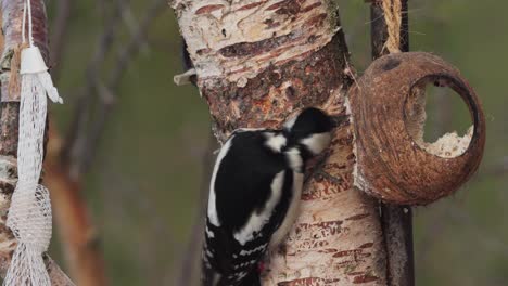 woodpecker bird perch on a bark tree feed on a coconut shell