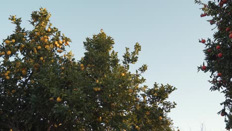 canopy of a lemon tree full of lemos and some branches of an orange tree with some oranges