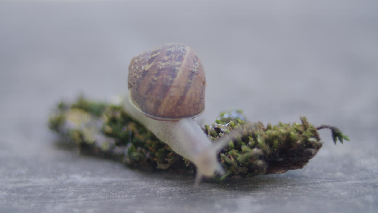 fotografía macro de un caracol mientras se arrastra sobre un cúmulo de musgo