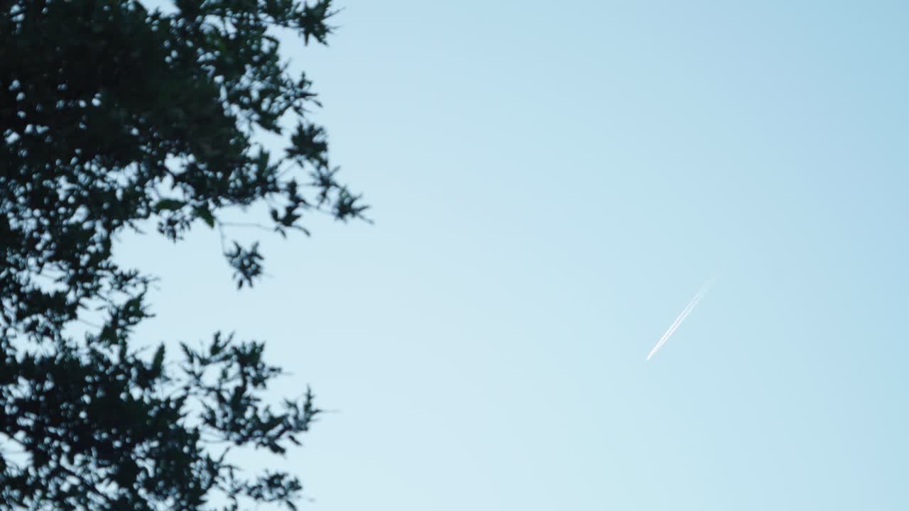 Cielo blu - Aereo in volo che forma scie di condensa e fogliame in primo piano