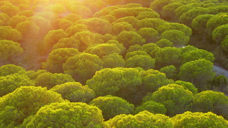 Toma-Cinematográfica-De-Drones-De-Pinos-Densos-De-Iluminación-Durante-La-Puesta-De-Sol-En-El-Rompido,-España