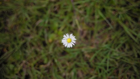 Primer-Plano-De-Una-Flor-En-La-Hierba