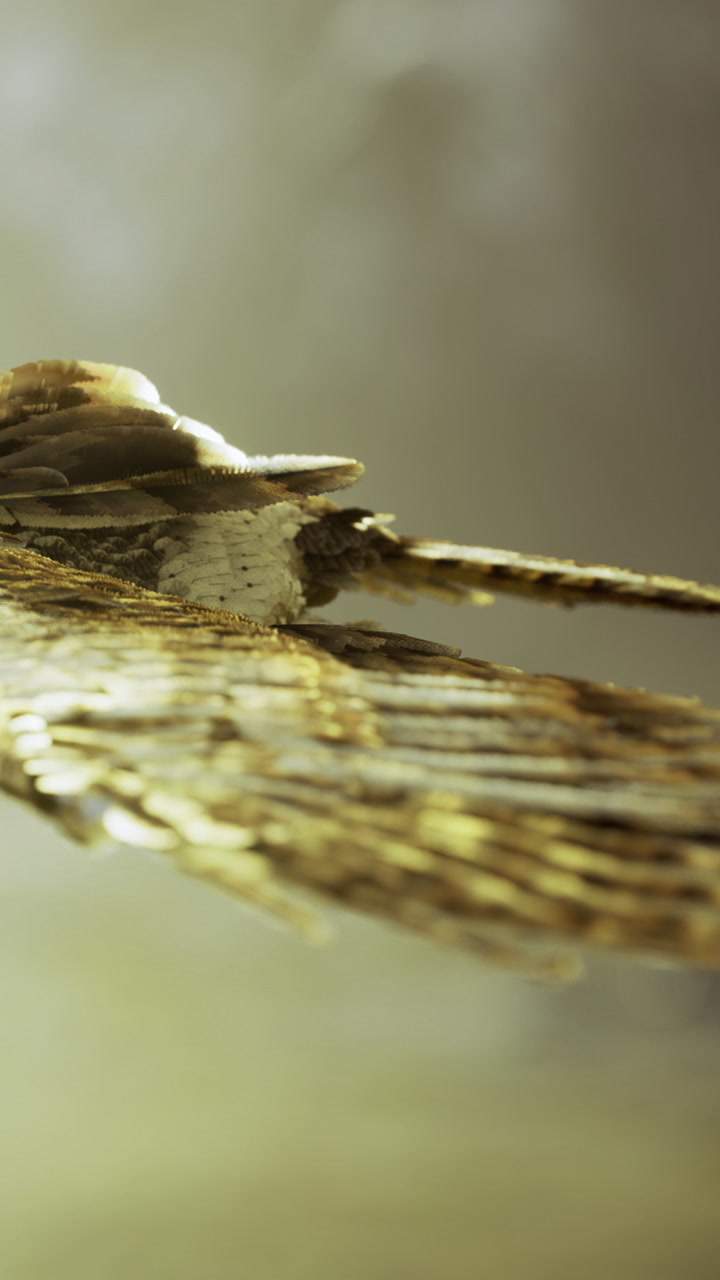 Close encounter with a majestic bird swooping through golden sunlight