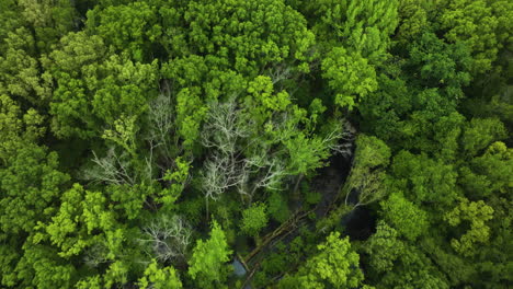 Lush-green-trees-in-big-cypress-tree-state-park,-tennessee,-showcasing-vibrant-forest-density,-aerial-view