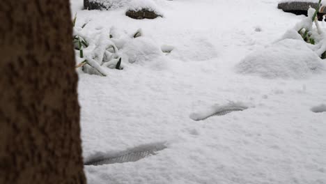 男人穿着鞋子穿过新鲜的冬天雪风暴,留下脚印