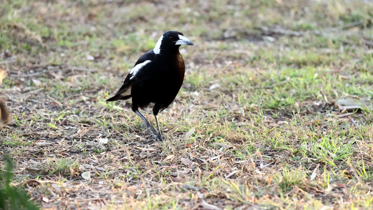 una urraca caminando, en busca de alimento en la hierba