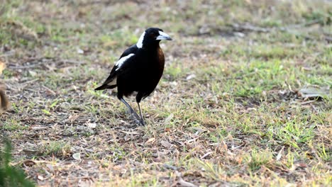 una urraca caminando, en busca de alimento en la hierba