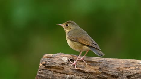 siberian blue robin, female, larvivora cyane, perched on a dried log while singing a tune, looks around, then jumps off to the ground to find some food