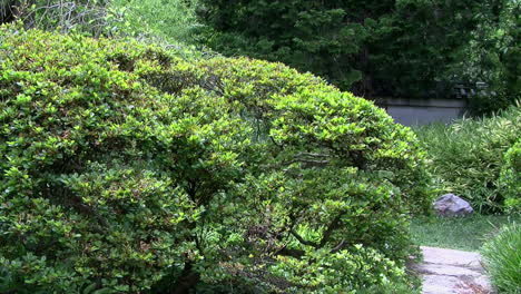 Kameraausleger-Vom-Weg-Vorbei-An-Steinlaterne-Im-Japanischen-Garten