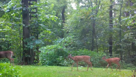 venado de cola blanca con sus crías caminando con cautela a través de un claro en los bosques del medio oeste superior a principios de otoño