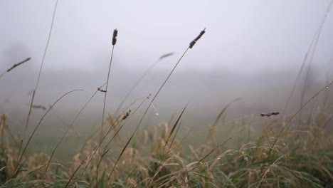 Hohes-Gras-An-Einem-Nebligen,-Nebligen-Tag,-Mittlere-Schwenkaufnahme