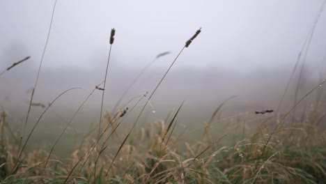 tall grass on a foggy misty day medium panning shot