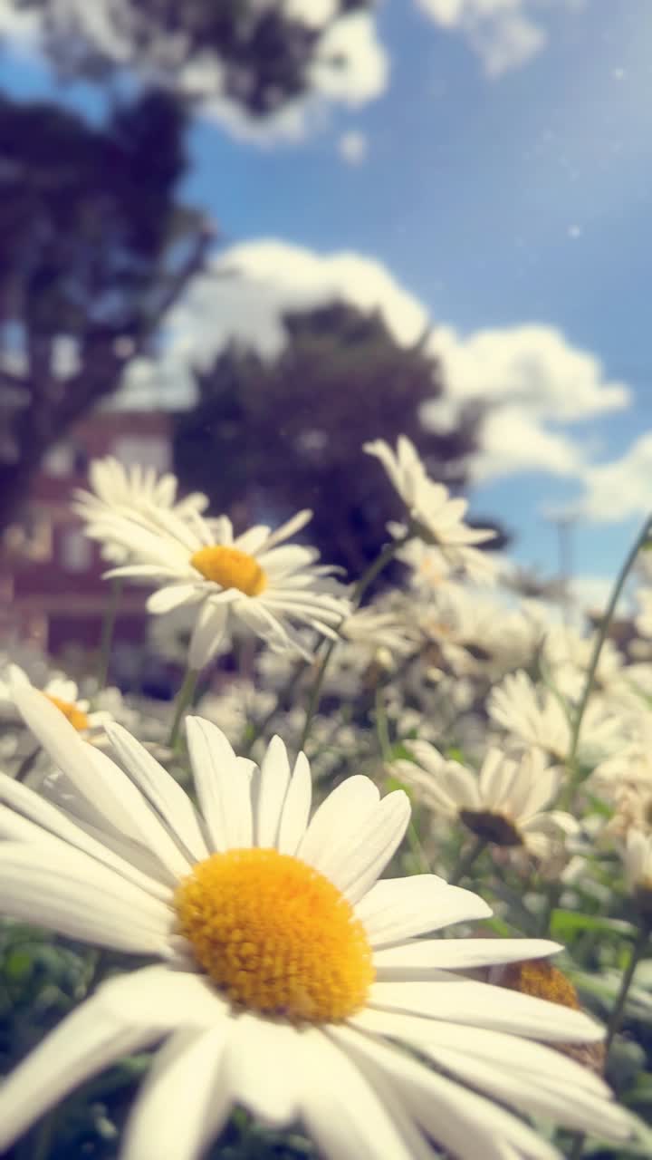 Primo piano di una margherita bianca che sboccia in una giornata di sole