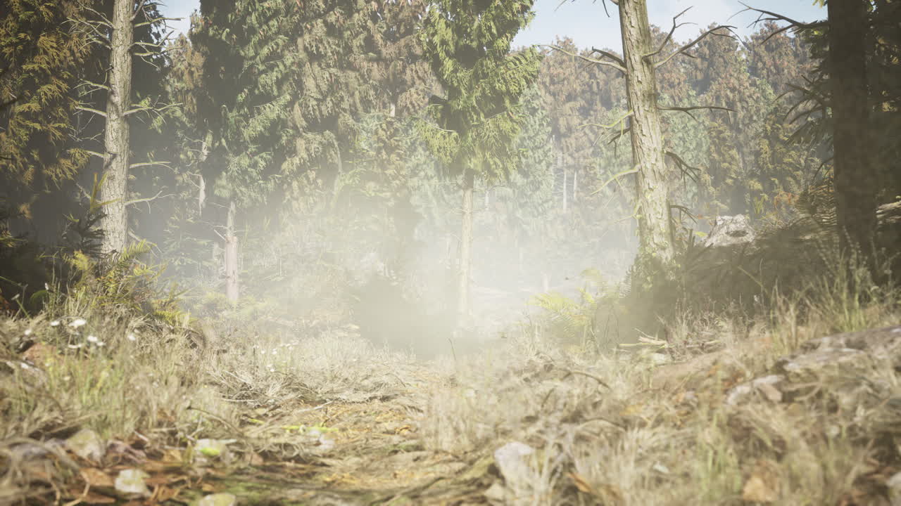 Pine and spruce tree forest