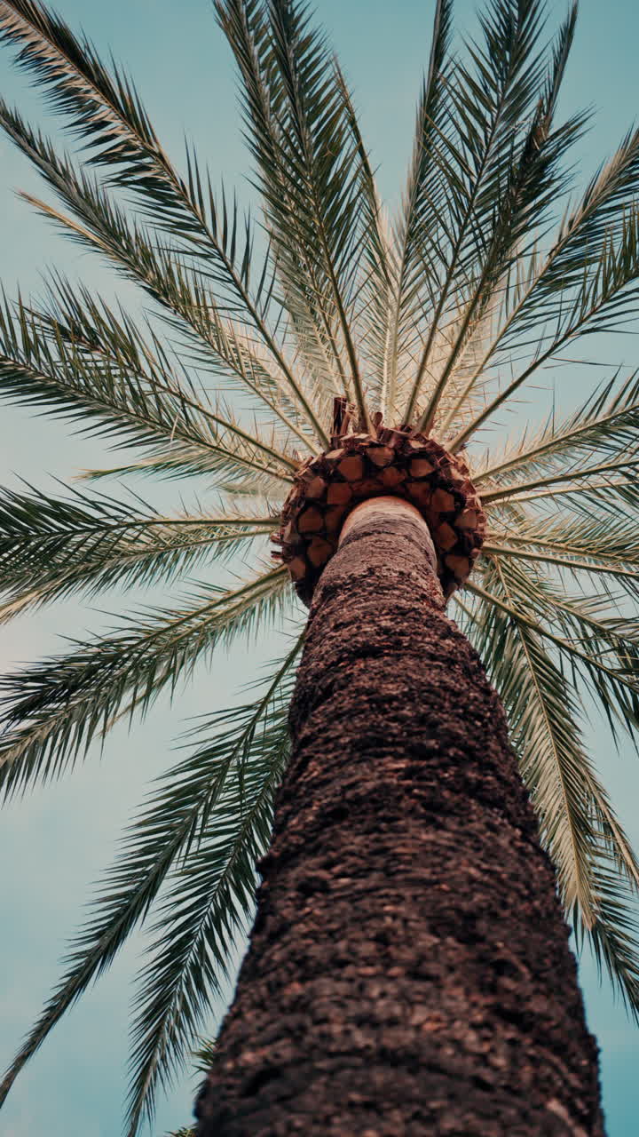 Low angle view of a palm tree on a blue sky background. Vertical