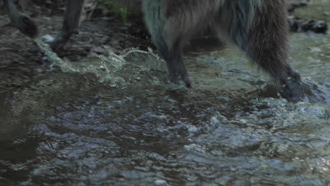 close up of a gray wolf's feet as he walks through a stream onto the shore