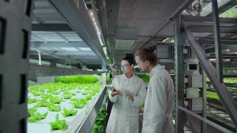 los científicos modernos están involucrados en la ingeniería genética en la producción moderna de productos vegetarianos. granja moderna para la producción automatizada de verduras