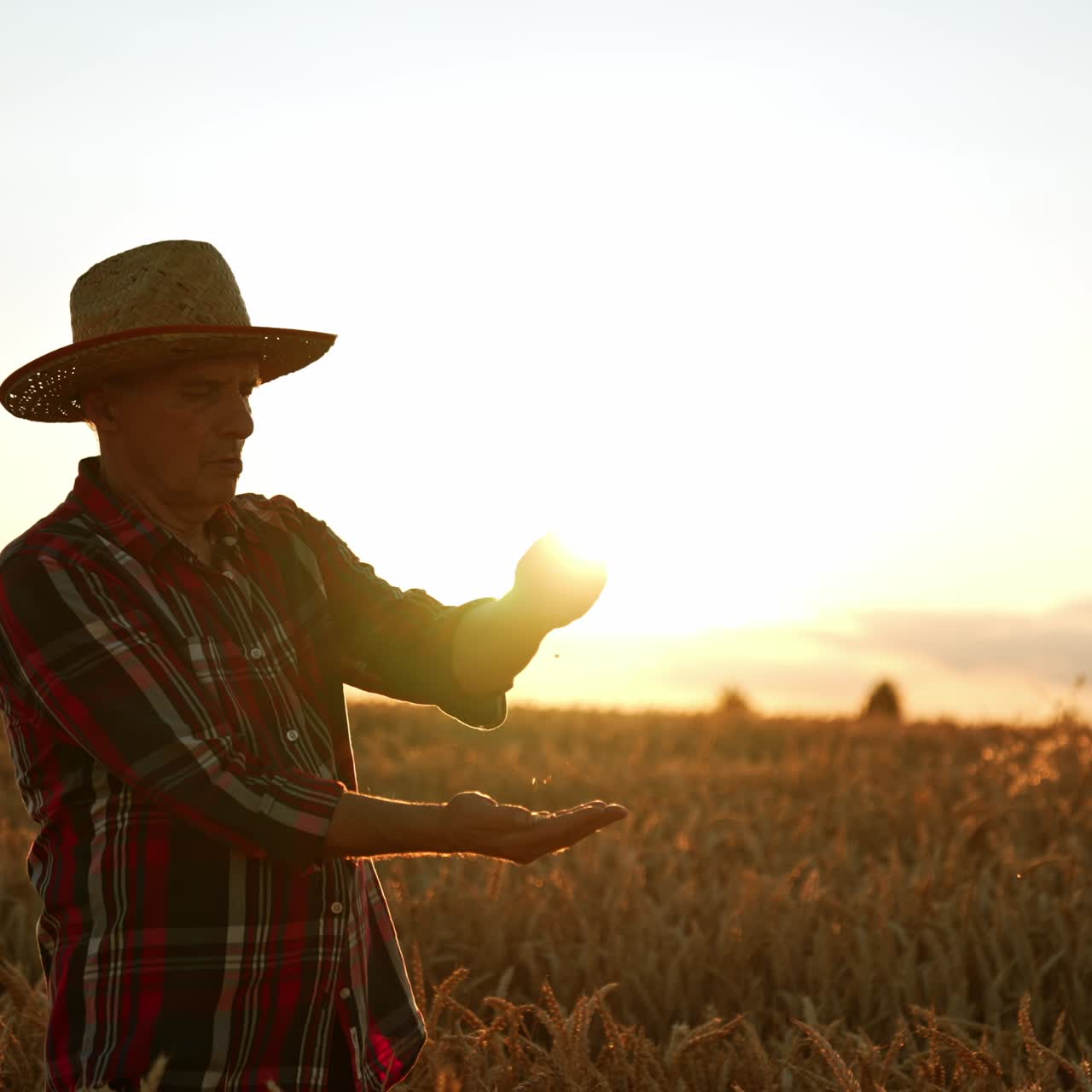Senior farmer in checkered shirt an straw hat stands in the field at sunset. Man pours ripe grain from hand to hand