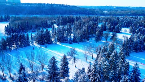 winter wonderland birds eye view drone flyover sunny cross country skiing paths in between snow covered pine tress with the university of alberta in the horizon shadowed reflection on fir trees 2-2