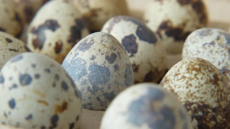 close-up of quail eggs