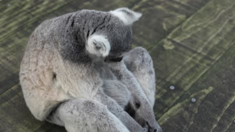 lémur de cola anillada mirando alrededor en el zoológico de singapur,