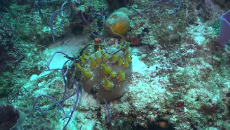 yellow sponges on coral reef in cozumel caribbean sea