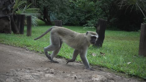 slowmotion of a wild african vervet blue ball monkey walking and looking into camera