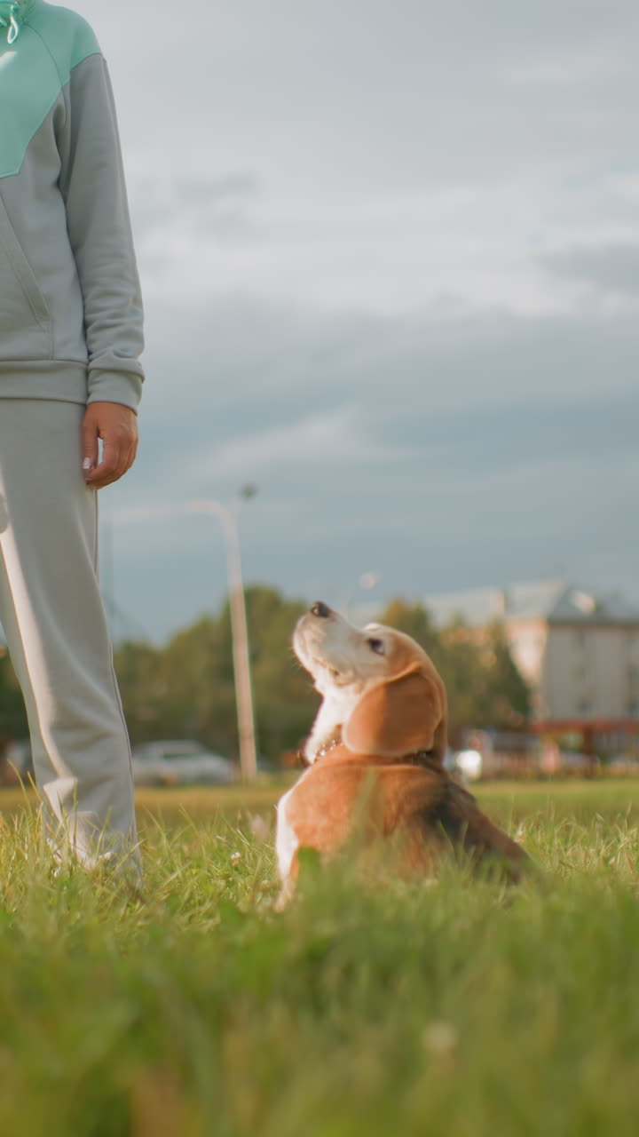 잔디가 있는 공원에서 흰머리의 노인 옆에 앉아 주인을 향해 차분한 시선을 보내고 있는 비글, 편안한 트레이닝복, 목걸이가 보임, 잔잔한 흐린 하늘, 배경에는 교외 건물, 조용한 훈련 시간, 따뜻함