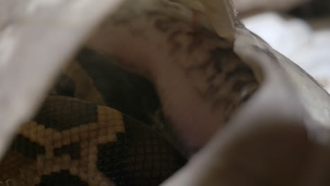 diminuta serpiente dentro del huevo naciendo