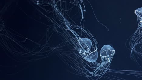 las medusas flotan con gracia en el agua azul oscuro, iluminada por una luz suave.
