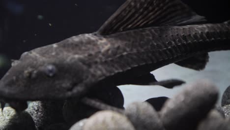 pequeño comedor de algas pterygoplichthys gibbiceps sobre una roca de lava redonda gris