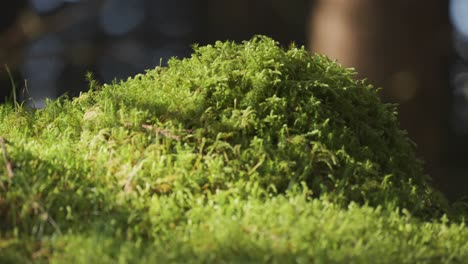 un primer plano del suelo del bosque cubierto de musgo con un fondo borroso