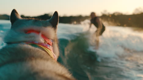 husky boat dog watches on as wake surfer rides lake wave at sunset in slow motion